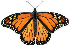 Monarch Butterfly (Gouache)-Damstra Emily-Mounted Giclee Print