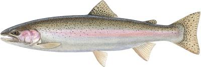 American Shad (Watercolour)-Damstra Emily-Giclee Print