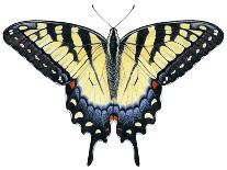Monarch Butterfly (Gouache)-Damstra Emily-Mounted Giclee Print