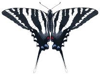 Monarch Butterfly (Gouache)-Damstra Emily-Framed Premium Giclee Print