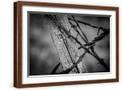 Brown Frame