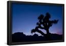 Essential Black