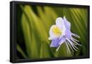 Essential Black