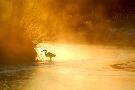 Just the Print