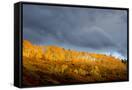 Canvas Black