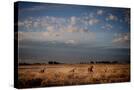 Stretched Canvas