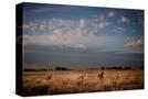 Stretched Canvas