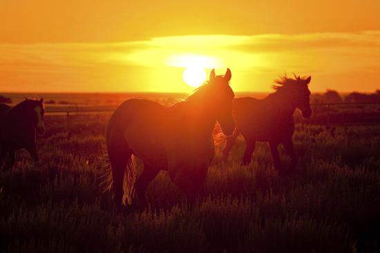 Photographic Print, , large