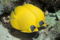 Two Common butterfly fish Red Sea, Egypt-Dan Burton-Photographic Print