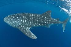 Whale shark, Madagascar, Indian Ocean, Africa-Dan Burton-Framed Photographic Print