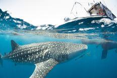 Whale shark, Madagascar, Indian Ocean, Africa-Dan Burton-Photographic Print