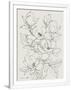 Gramercy White
