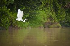 A White Egret Takes Flight in Sukau - Borneo, Malaysia-Dan Holz-Photographic Print