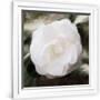 Gramercy White