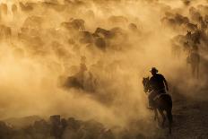 Cappadocia wild horses-Dan Mirica-Stretched Canvas