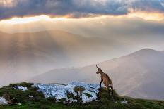 Chamois in Piatra Craiului Romania-Dan Mirica-Framed Photographic Print