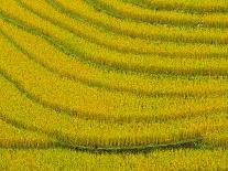 Lush, Terraced Rice Paddies Create Textured Landscapes in Hmong Hill Tribe Country, Sapa, Vietnam-Dan Morris-Framed Photographic Print