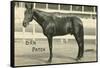 Dan Patch-null-Framed Stretched Canvas