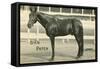 Dan Patch-null-Framed Stretched Canvas