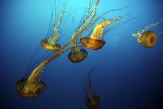 Jellyfish-Dan Schreiber-Photographic Print