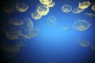 Just the Print