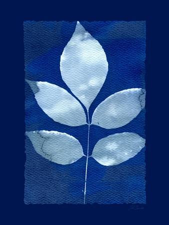 Cyanotype Birch