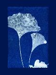 Cyanotype Leaf-Dan Zamudio-Art Print