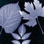 Plum Sunprint Leaves-Dan Zamudio-Art Print