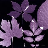 Cabernet Sunprint Leaves-Dan Zamudio-Art Print