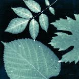 Teal Sunprint Leaves-Dan Zamudio-Art Print