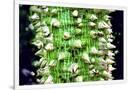 Gramercy White