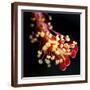 Brown Frame