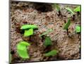 Wood Mount