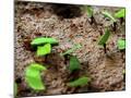 Wood Mount