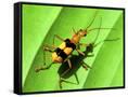 Canvas Black