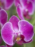 Rare, beautiful orchids bloom in a Florida garden-Dana Hoff-Mounted Photographic Print