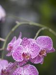 Rare, beautiful orchids bloom in a Florida garden-Dana Hoff-Framed Stretched Canvas