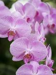 Rare, beautiful orchids bloom in a Florida garden-Dana Hoff-Stretched Canvas