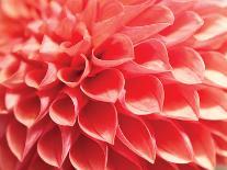 Coral Funnel Dahlia-Dana Styber-Photographic Print