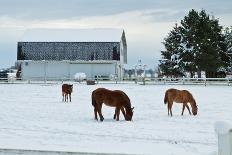 Grazing the Snow-Dana Styber-Photographic Print