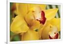 Gramercy White