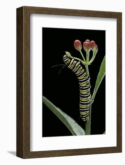 Danaus Plexippus (Monarch Butterfly) - Caterpillar Feeding on Milkweed Flower-Paul Starosta-Framed Photographic Print