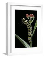 Danaus Plexippus (Monarch Butterfly) - Caterpillar Feeding on Milkweed Flower-Paul Starosta-Framed Photographic Print