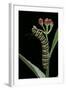 Danaus Plexippus (Monarch Butterfly) - Caterpillar Feeding on Milkweed Flower-Paul Starosta-Framed Photographic Print