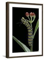 Danaus Plexippus (Monarch Butterfly) - Caterpillar Feeding on Milkweed Flower-Paul Starosta-Framed Photographic Print