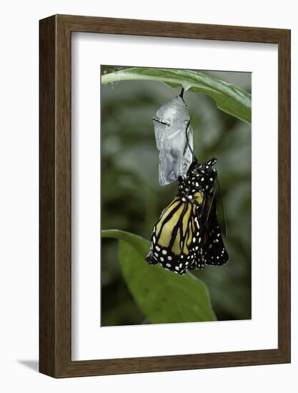 Danaus Plexippus (Monarch Butterfly) - Emerged from Pupa-Paul Starosta-Framed Photographic Print