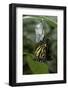 Danaus Plexippus (Monarch Butterfly) - Emerged from Pupa-Paul Starosta-Framed Photographic Print