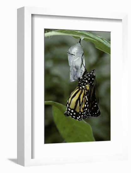 Danaus Plexippus (Monarch Butterfly) - Emerged from Pupa-Paul Starosta-Framed Photographic Print