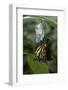Danaus Plexippus (Monarch Butterfly) - Emerged from Pupa-Paul Starosta-Framed Photographic Print