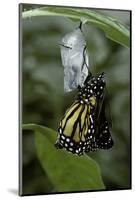 Danaus Plexippus (Monarch Butterfly) - Emerged from Pupa-Paul Starosta-Mounted Photographic Print